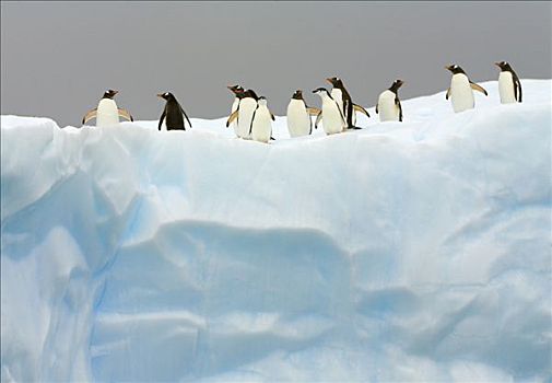 巴布亚企鹅,帽带企鹅,南极企鹅,群,冰山,通道,南极