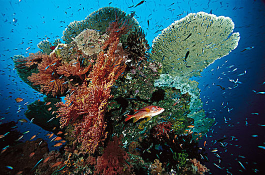 珊瑚礁,品种,鱼,印度尼西亚