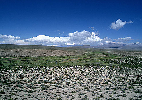智利,大,高原,拉乌卡国家公园,低,草,云,地平线