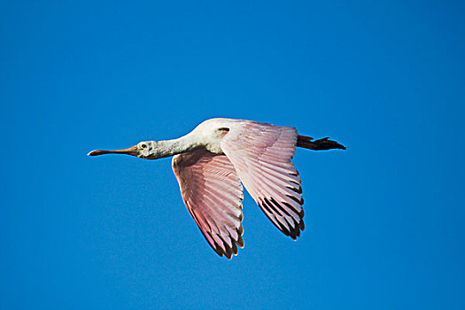 粉红琵鹭,不成熟,飞行,沿岸,弯曲,德克萨斯,美国