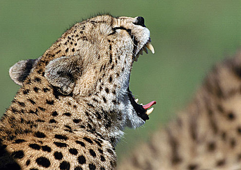 东方,非洲猎豹,张嘴,侧面视角