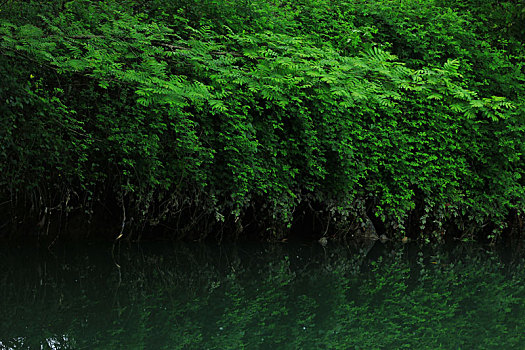 河边绿色