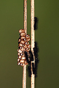 天蚕蛾,毛虫,蛋,上艾瑟尔省,荷兰