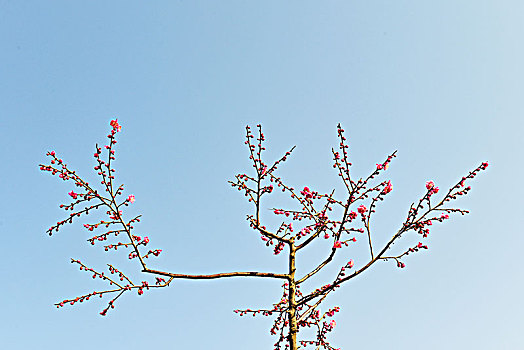 花,梅花