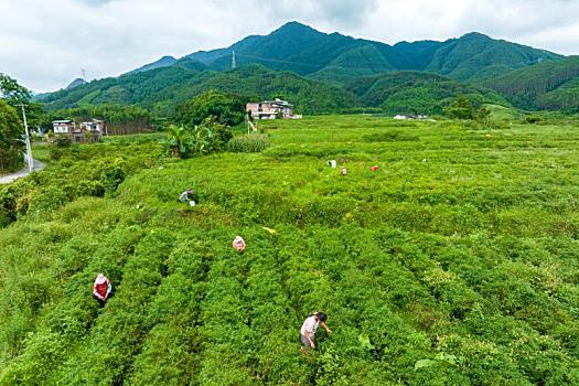 发动机活塞环
