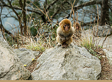 庐山景区内的猴子