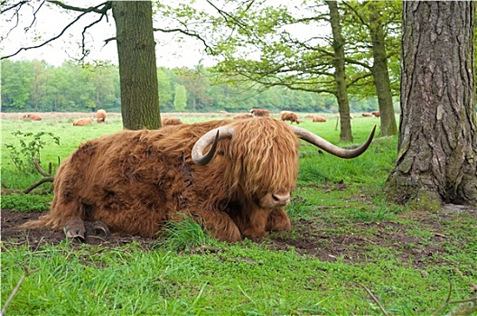 苏格兰,母牛