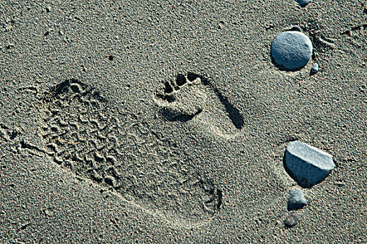 沙滩,脚印,北方,特威林盖特岛,纽芬兰,拉布拉多犬,加拿大