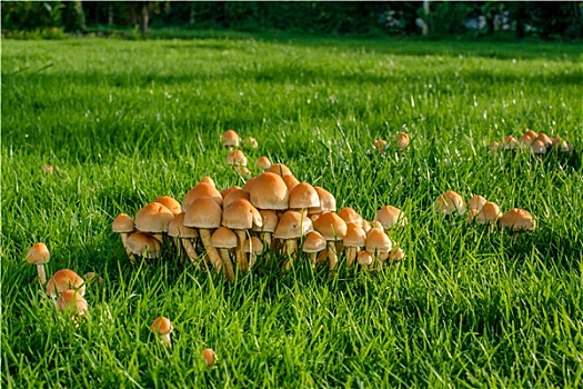 蘑菇,青草
