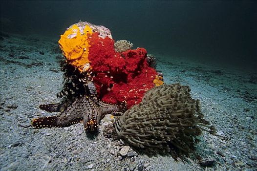 珊瑚礁,色彩,海绵,毛头星,软珊瑚,阿曼,阿拉伯半岛,印度洋,亚洲