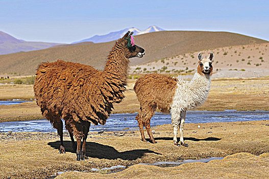 玻利维亚,美洲驼,女性