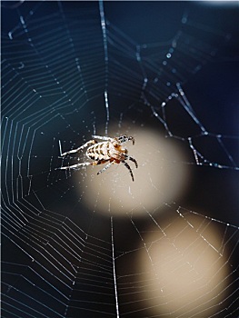 欧洲女性,园蛛,蜘蛛网