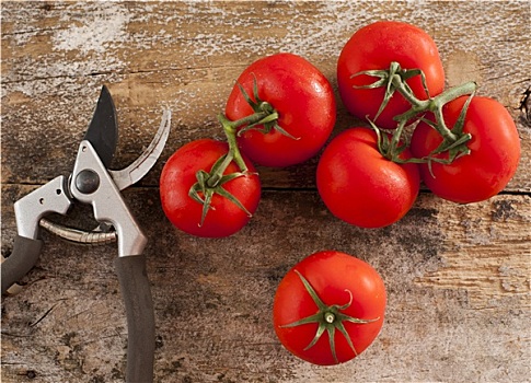新鲜,家庭作物,西红柿