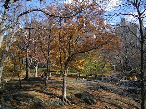 秋季,中央公园