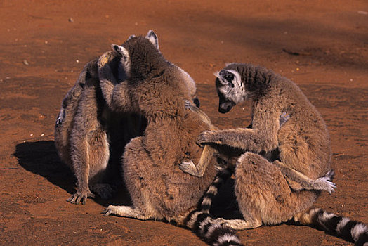 马达加斯加,节尾狐猴,家族,修饰
