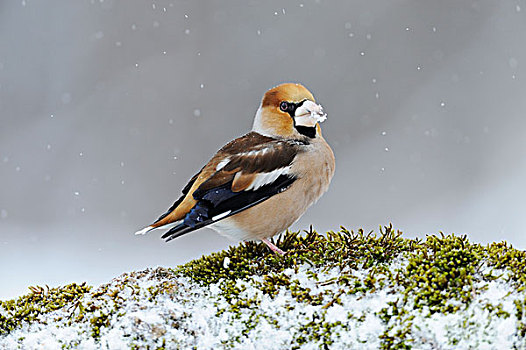 蜡嘴鸟,锡嘴雀,下雪,保加利亚,欧洲