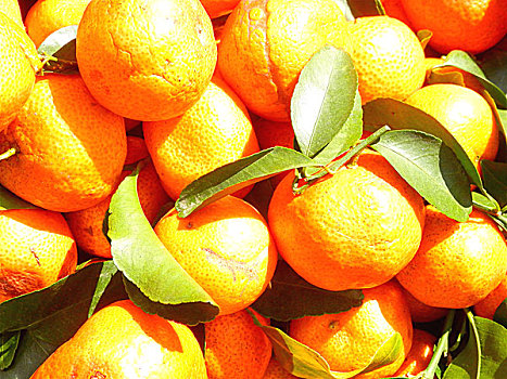 特写柑子橙子金橘橘子美食绿色健康饮食水果食品食物静物,贵州,毕节市,威宁