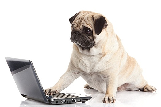 哈巴狗,笔记本电脑