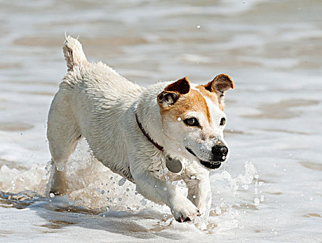狗,跑,浅水,安达卢西亚,西班牙