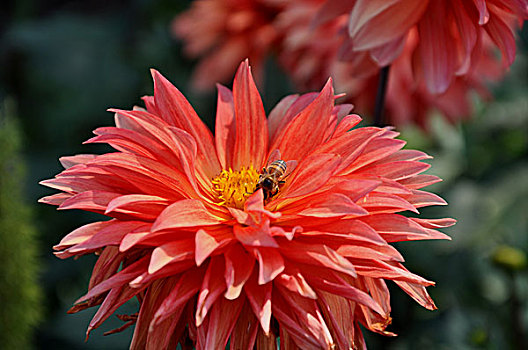 蜜蜂,花,照料,比勒陀利亚,南非,一月,2009年