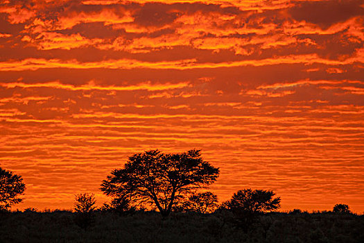 发光,红色,云,日落,卡拉哈迪大羚羊国家公园,南非,非洲