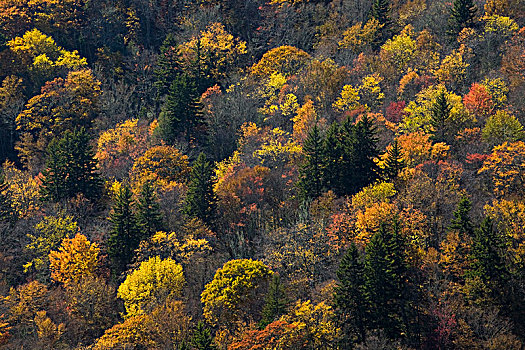 树,秋色,北卡罗来纳,美国