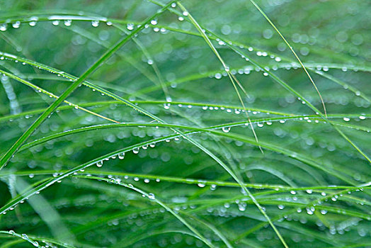 小水滴,草地