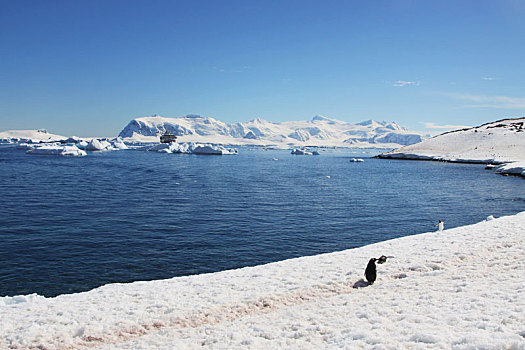 antarctic