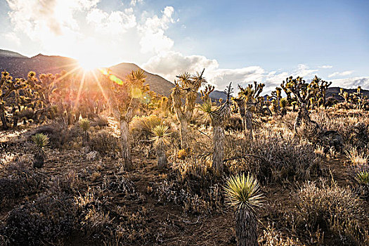 风景,日光,仙人掌,死亡谷国家公园,加利福尼亚,美国