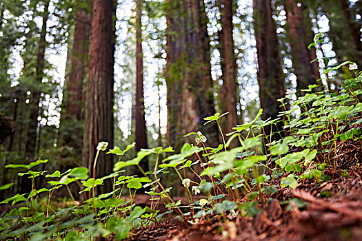 野花,洪堡红杉州立公园,加利福尼亚,美国