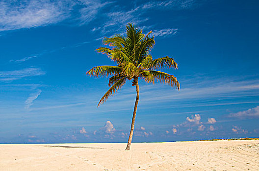 巴哈马,孤单,棕榈树,白色背景,沙滩
