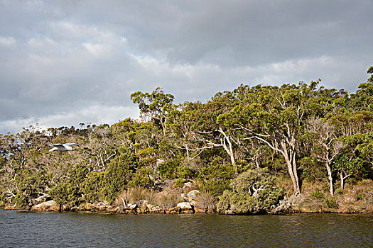 澳大利亚,奥尔巴尼,河,特色,树林,大幅,尺寸