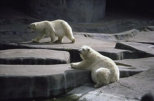 北极熊,巴黎,动物园,法国