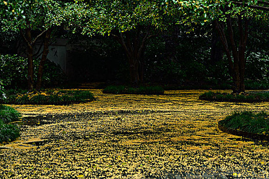 雨中桂花落花