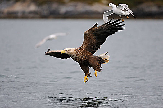 白尾,鹰,海洋,普通,海鸥,猎捕,一起,挪威,斯堪的纳维亚,欧洲