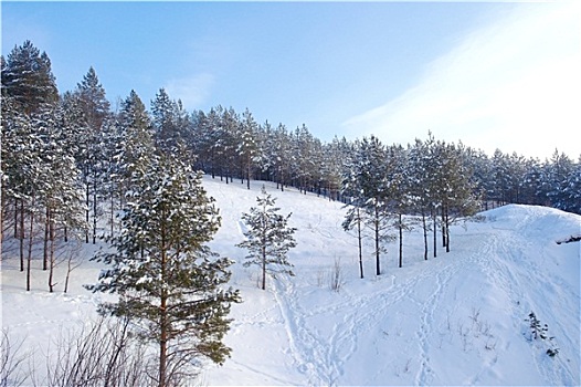 冬季风景,树林