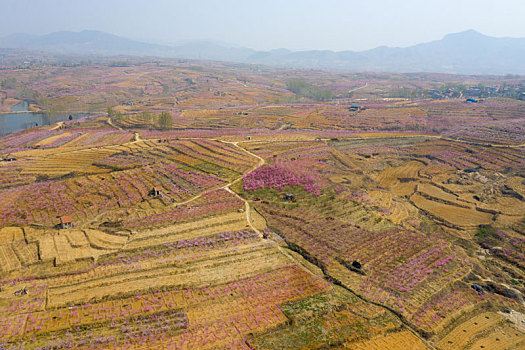 山东蒙阴乡村桃花