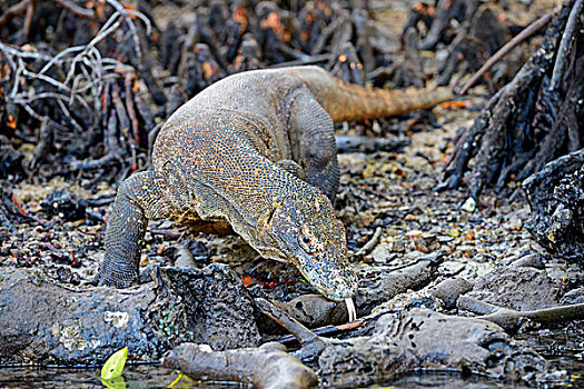 科摩多巨蜥,红树林,区域,岛屿,科莫多国家公园,世界遗产,印度尼西亚,亚洲