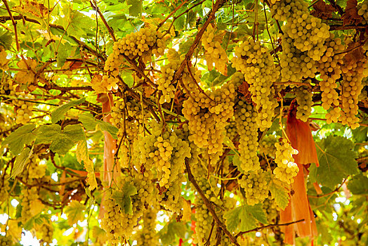 新疆吐鲁番市葡萄沟里葡萄架上的葡萄