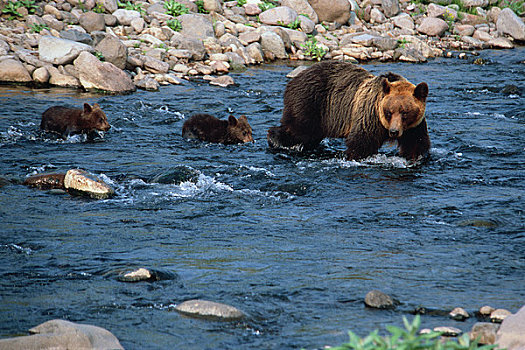棕熊,河