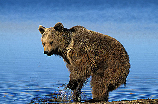 棕熊,熊,成年,站立,靠近,湖,阿拉斯加