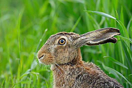 欧洲,棕兔,欧洲野兔,庄稼地,春天,黑森州,德国