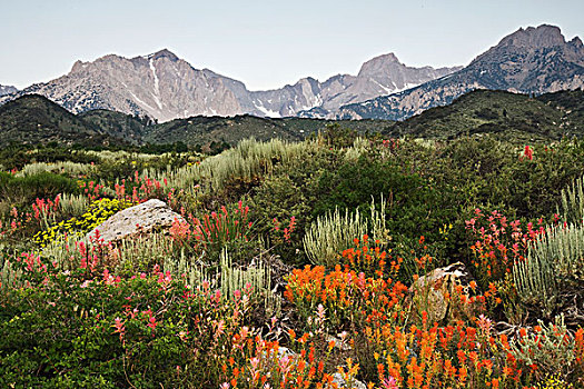 美国,加利福尼亚,野花,盛开,东方,悬崖,内华达山脉