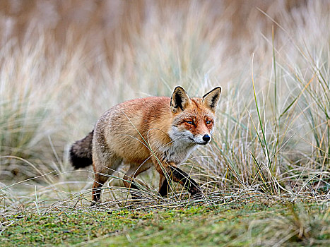 红狐,狐属,爬行,北荷兰,荷兰