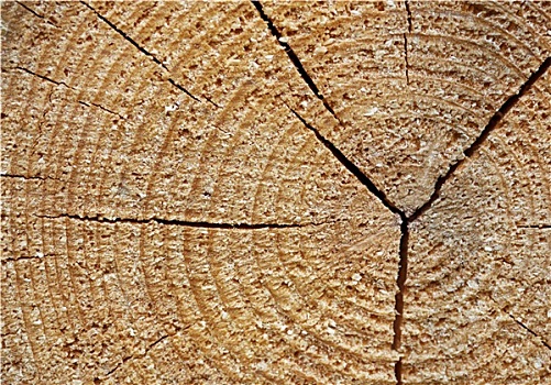 树桩,木质背景