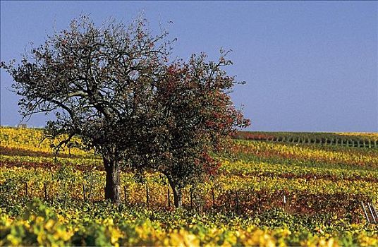果树,葡萄园,葡萄酒,葡萄种植,农业