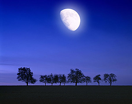 落叶树,秃头,剪影,月亮,夜晚,自然,风景,树,多,排,并排,天空,半月,月光,概念,安静,彩色,蓝色