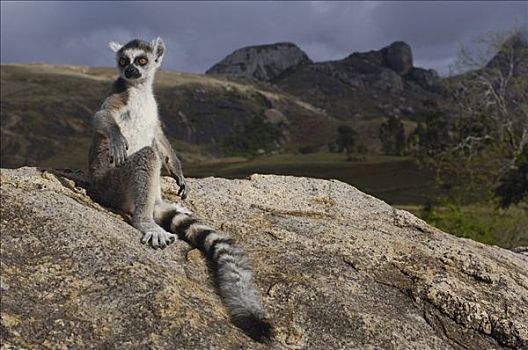 节尾狐猴,狐猴,肖像,远眺,脆弱,南,中心,马达加斯加
