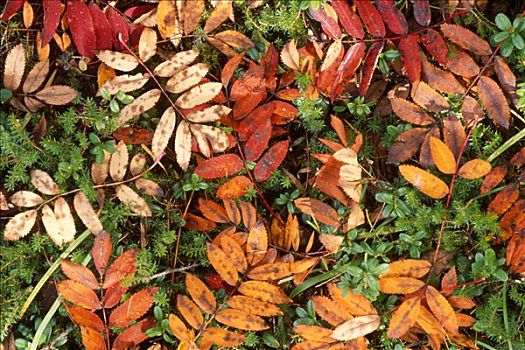 秋叶,欧洲,欧洲花楸,欧州花椒,遮盖,林中地面,意大利
