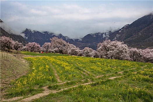 野桃花观赏圣地索松村